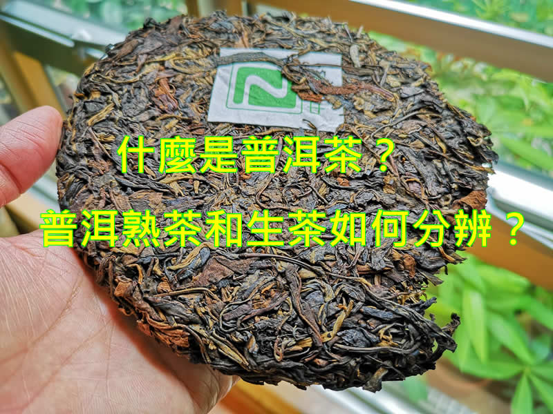 普洱茶是什麼茶 屬於黑茶類嗎 普洱茶 中樂號古樹茶86tea Hk